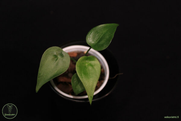 Alocasia Cucullata