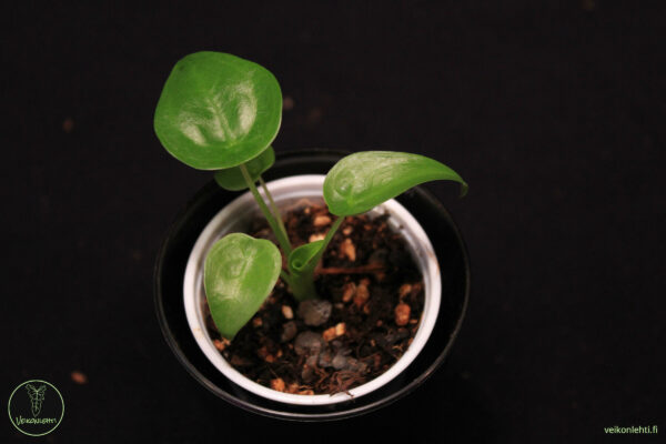 Alocasia Cucullata