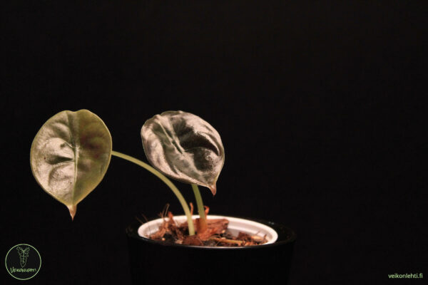 Alocasia Cuprea Red Secret