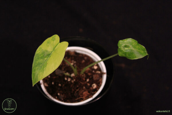 Alocasia Gageana Aurea Variegata