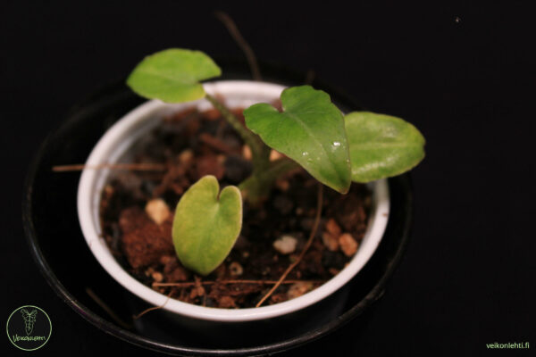 Alocasia Lauterbachiana