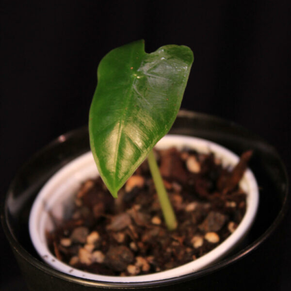 Alocasia Micholiziana