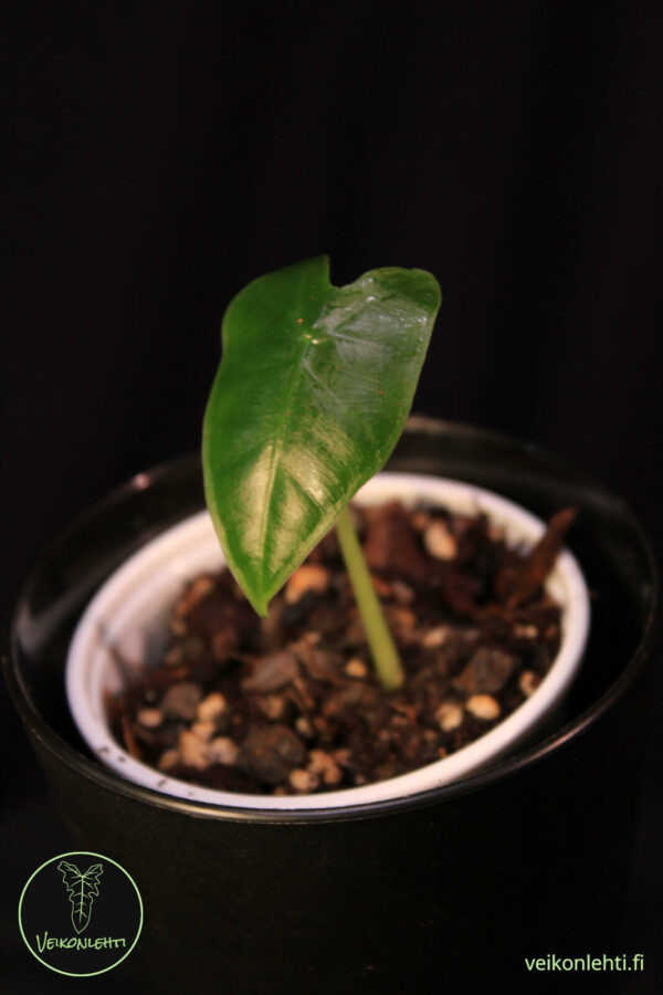 Alocasia Micholiziana