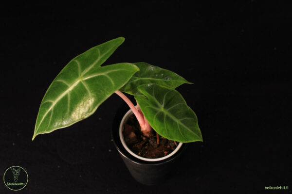 Alocasia Pink Dragon