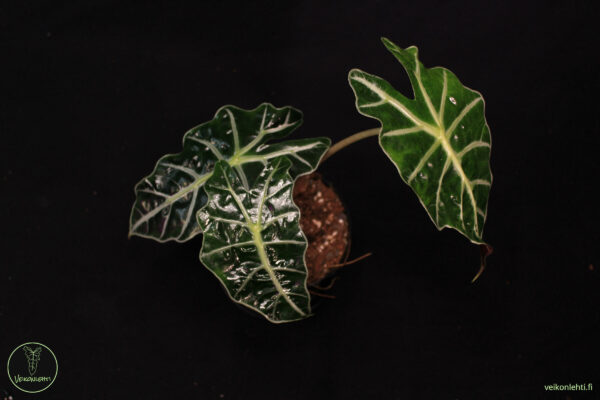 Alocasia Polly