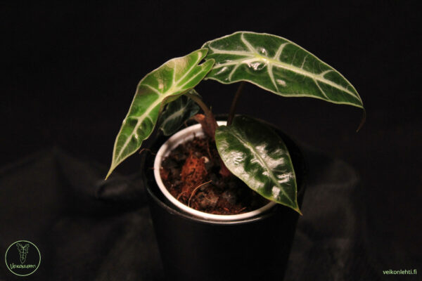 Alocasia Polly