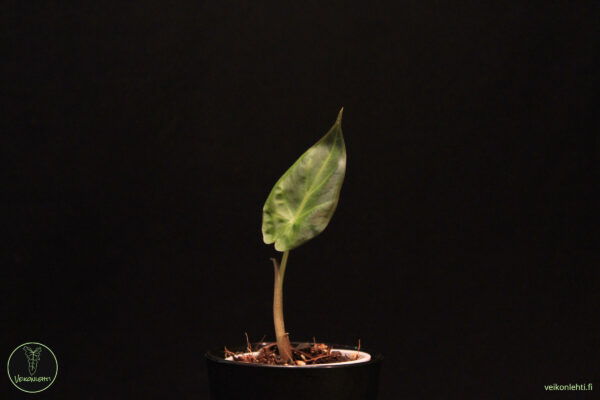 Alocasia Regal Shield