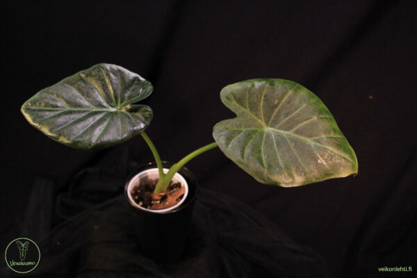 Alocasia Regal Shield