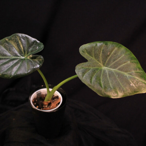 Alocasia Regal Shield