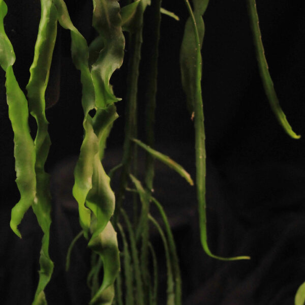 Epiphyllum