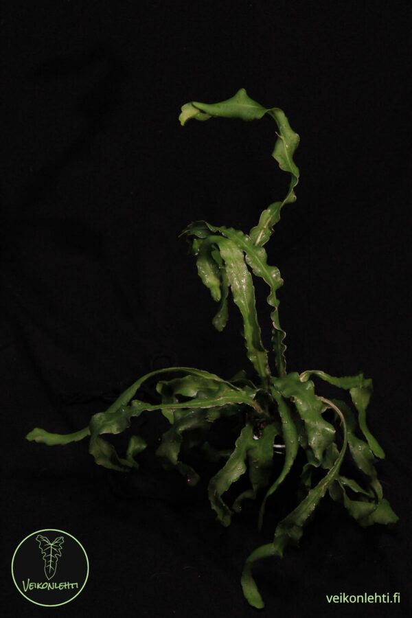 Epiphyllum Quatemalense