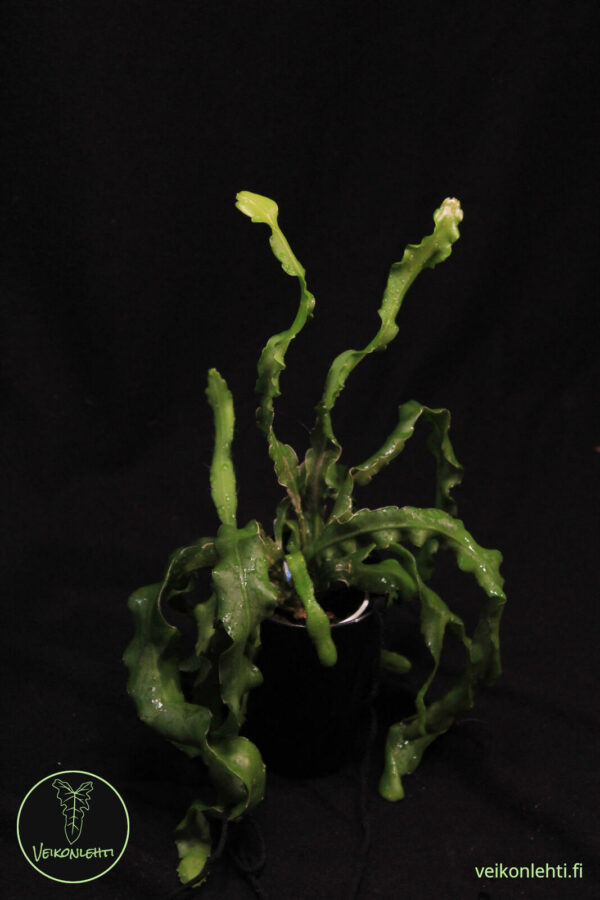Epiphyllum Quatemalense