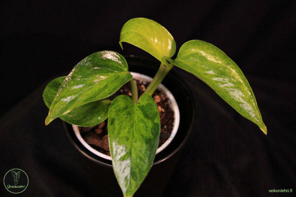 Epipremnum Aureum Carnival
