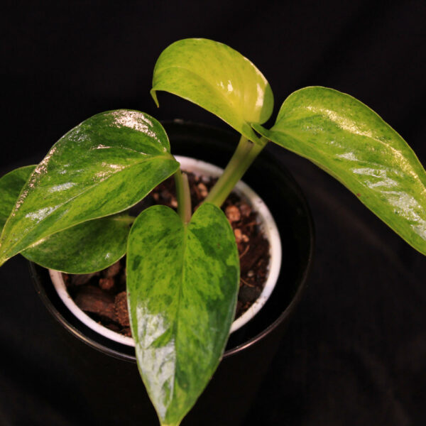 Epipremnum Aureum Carnival