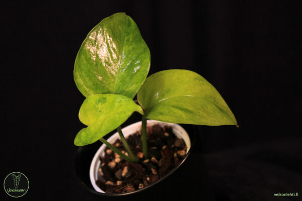 Epipremnum Aureum Carnival
