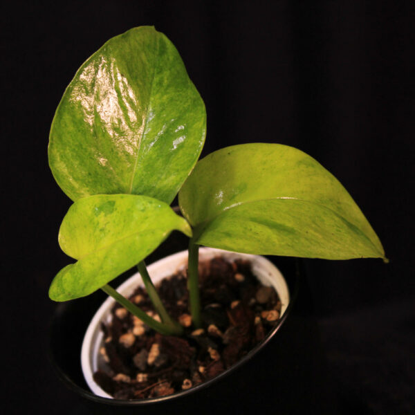 Epipremnum Aureum Carnival