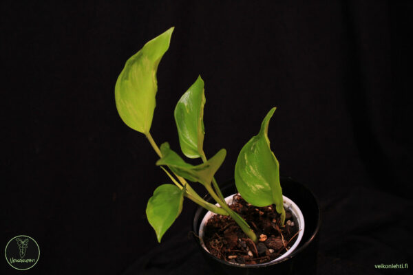 Epipremnum Aureum Champs Elysees