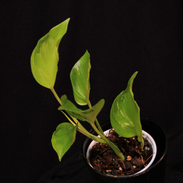 Epipremnum Aureum Champs Elysees