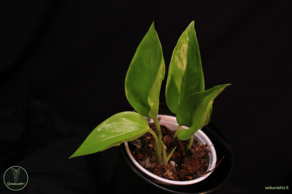Epipremnum Aureum Champs Elysees