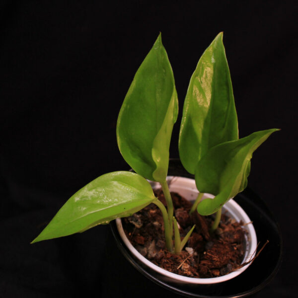Epipremnum Aureum Champs Elysees
