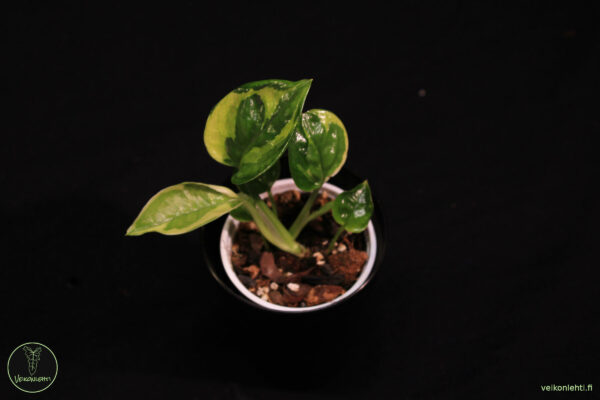 Epipremnum Aureum Emerald
