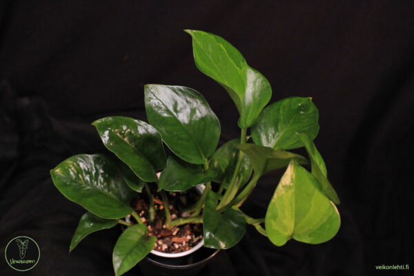 Epipremnum Aureum Emerald