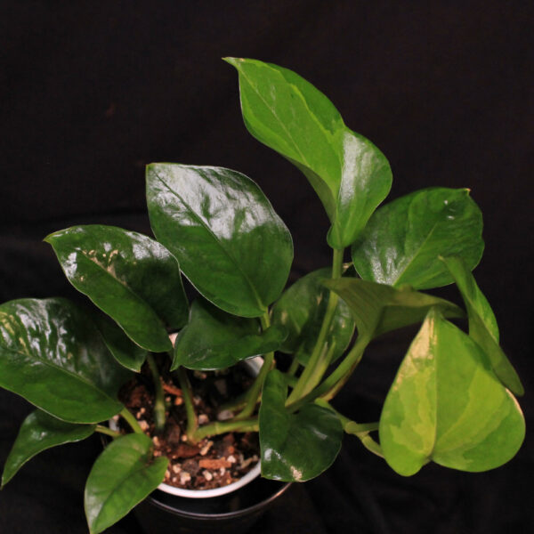 Epipremnum Aureum Emerald