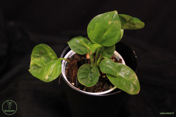 Epipremnum Aureum Emerald