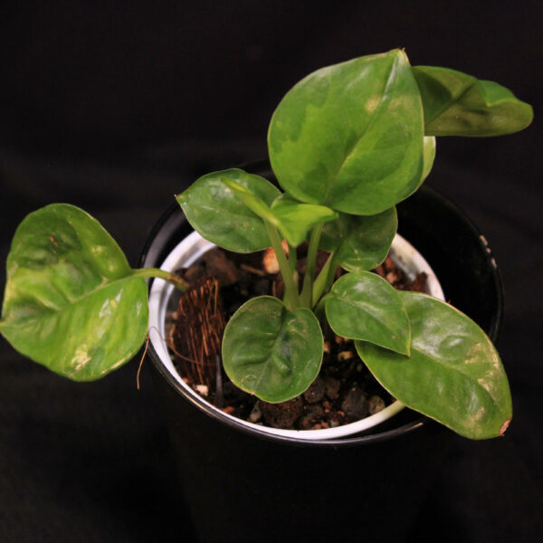 Epipremnum Aureum Emerald