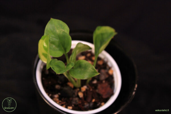 Epipremnum Aureum Emerald