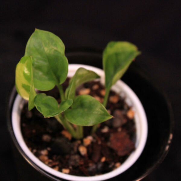 Epipremnum Aureum Emerald