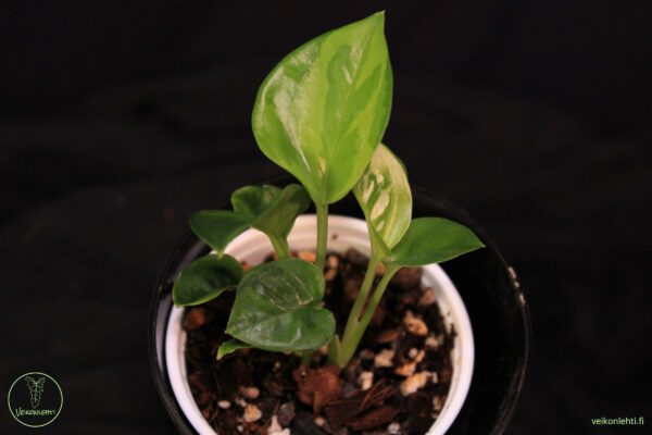 Epipremnum Aureum Emerald