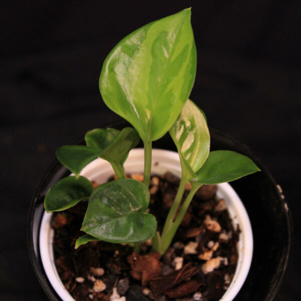 Epipremnum Aureum Emerald