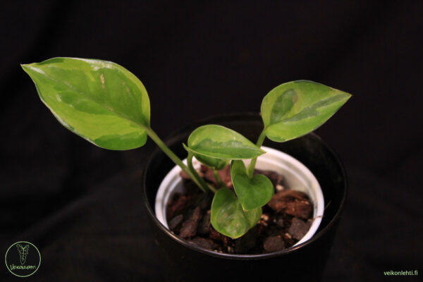 Epipremnum Aureum Emerald