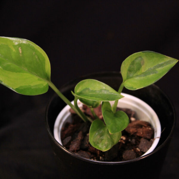 Epipremnum Aureum Emerald