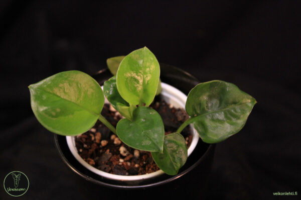 Epipremnum Aureum Emerald