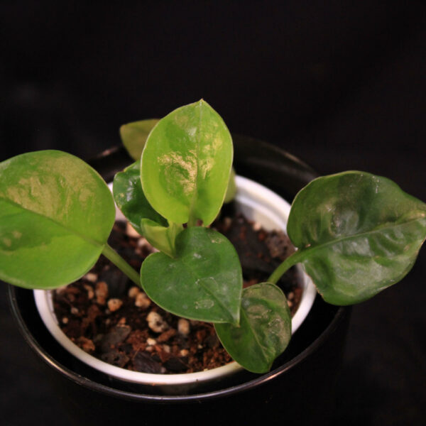 Epipremnum Aureum Emerald