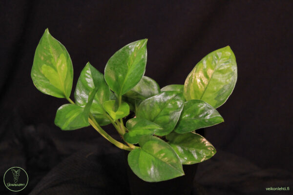 Epipremnum Aureum Global Green