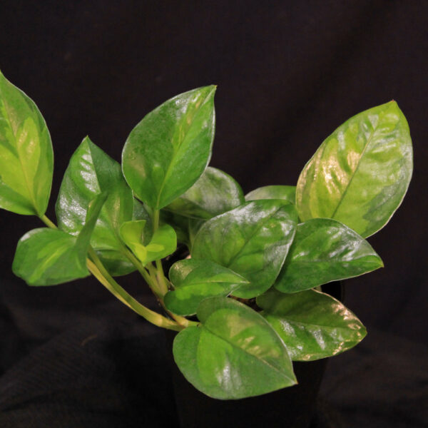 Epipremnum Aureum Global Green
