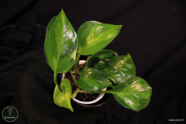 Epipremnum Aureum Global Green