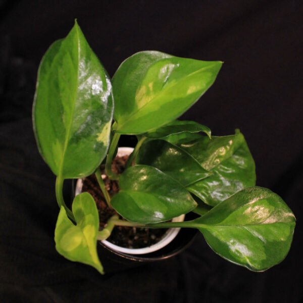 Epipremnum Aureum Global Green