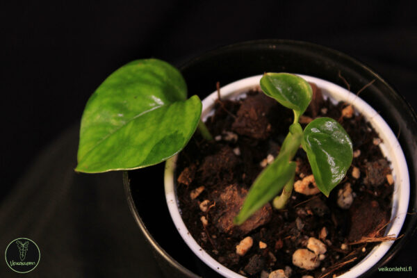 Epipremnum Aureum Global Green