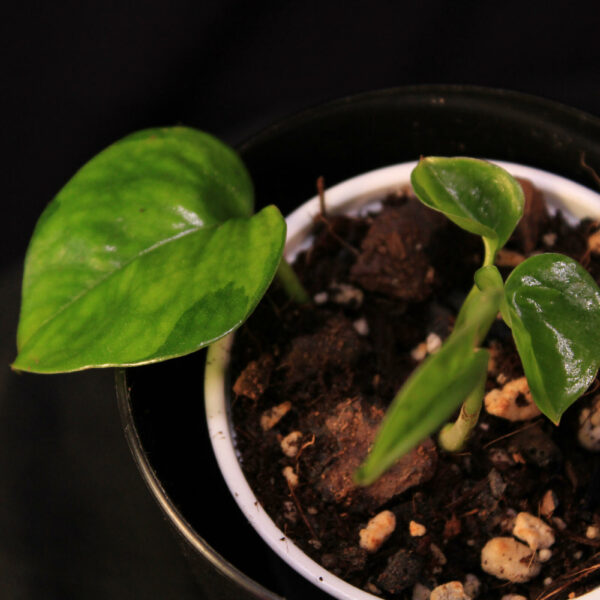 Epipremnum Aureum Global Green