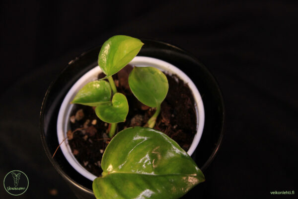 Epipremnum Aureum Global Green