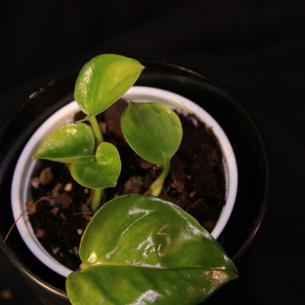 Epipremnum Aureum Global Green
