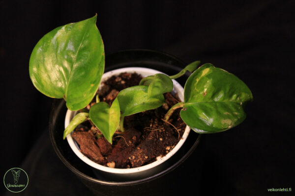 Epipremnum Aureum Global Green