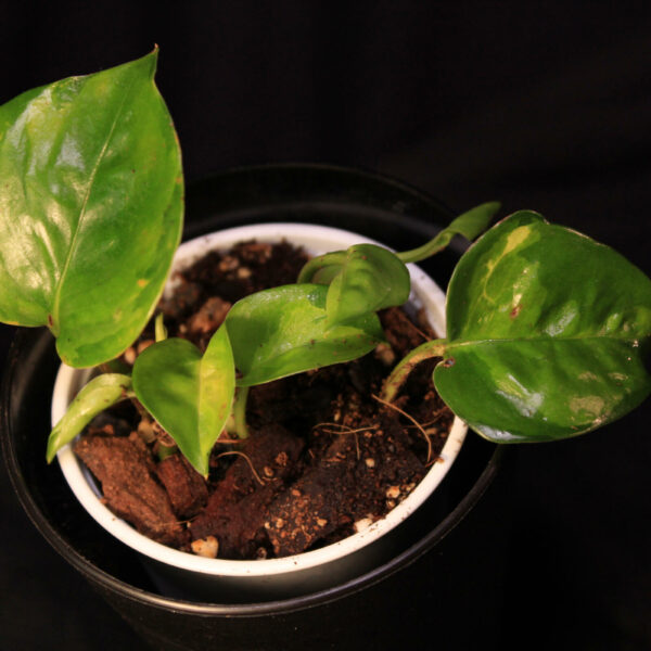 Epipremnum Aureum Global Green