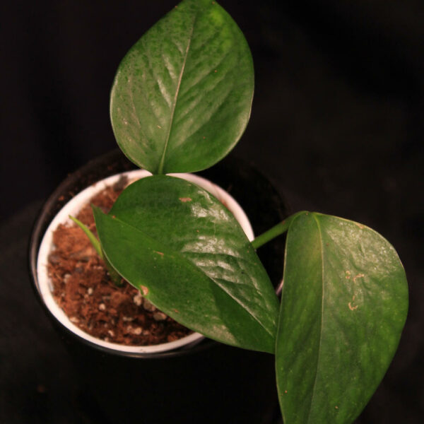 Epipremnum Aureum Jade