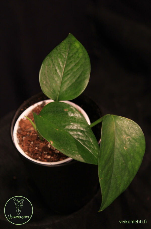 Epipremnum Aureum Jade