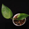 Epipremnum Aureum Jessenia - Image 2
